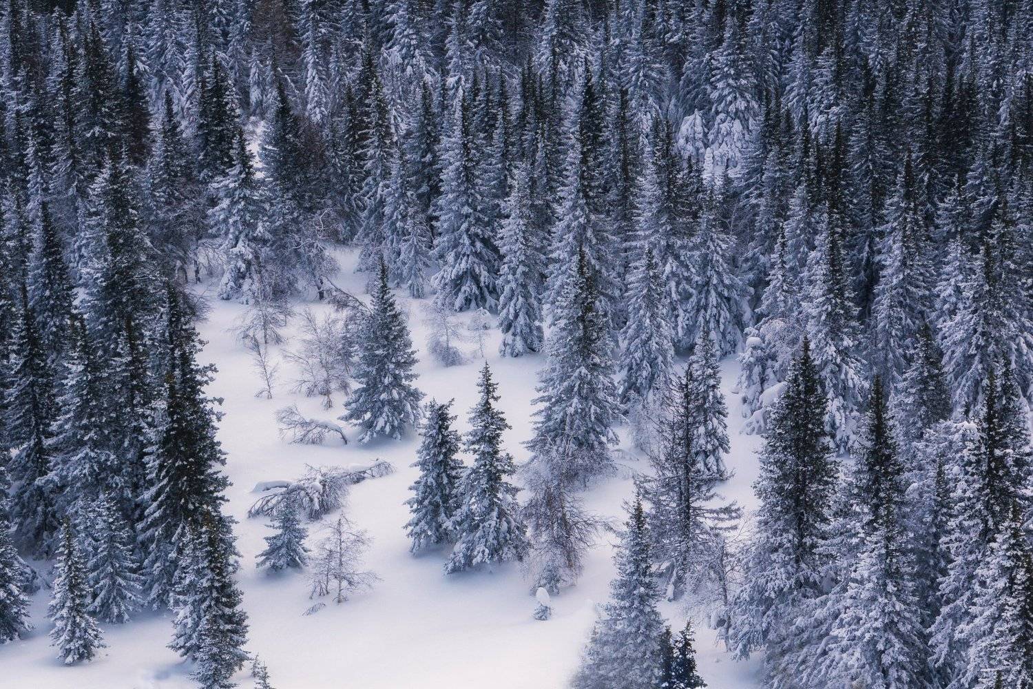 , Скиндерева Ольга