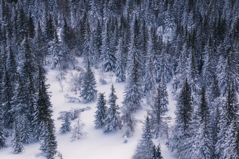 В темно-синем лесу фото превью