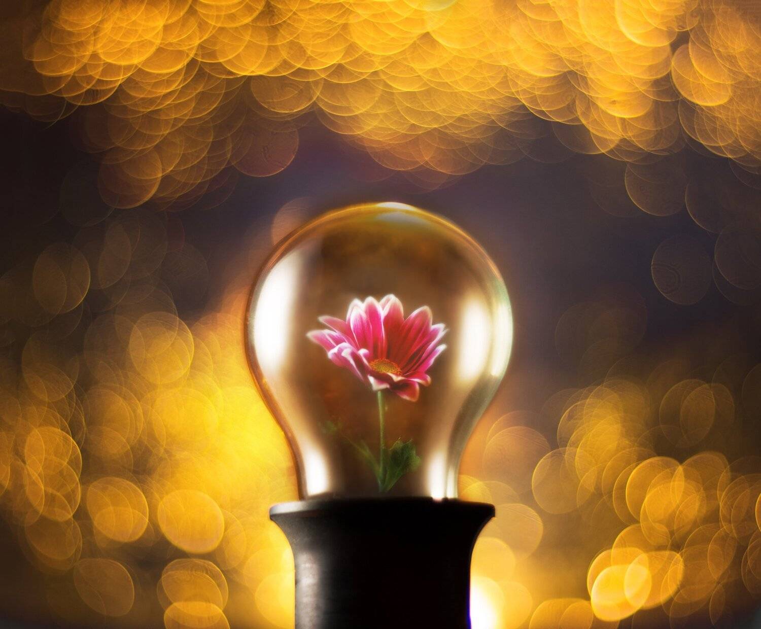 лампа, Alex Kortez