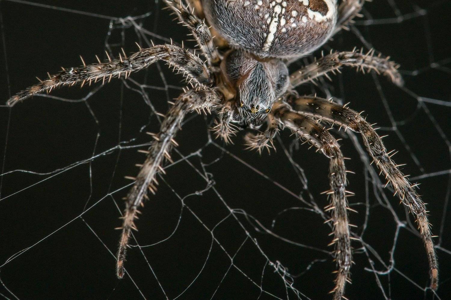 паук, паутина, лыпы, жуть, Иван Кривко
