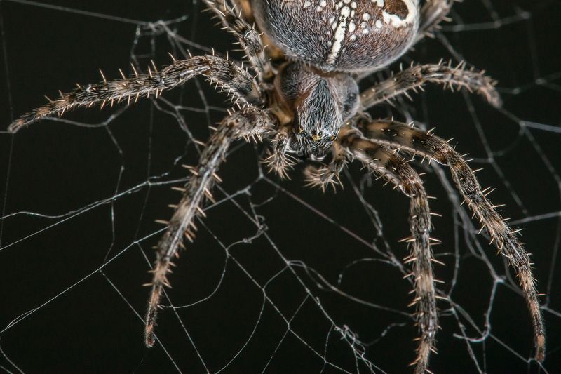 паук, паутина, лыпы, жуть В ожидании обеда фото превью