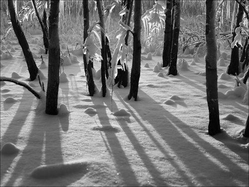 В зимнем лесу