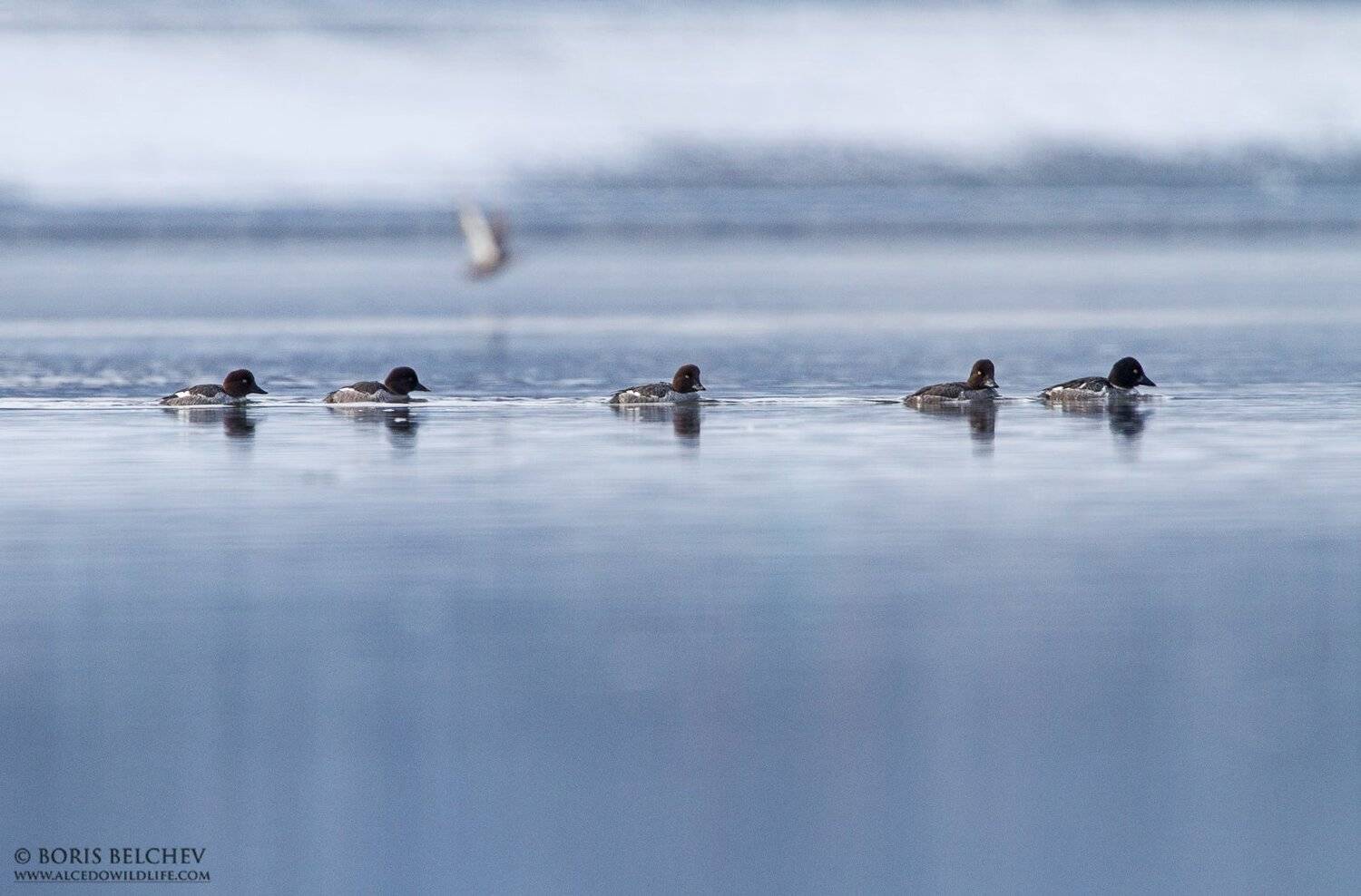, Борис Белчев