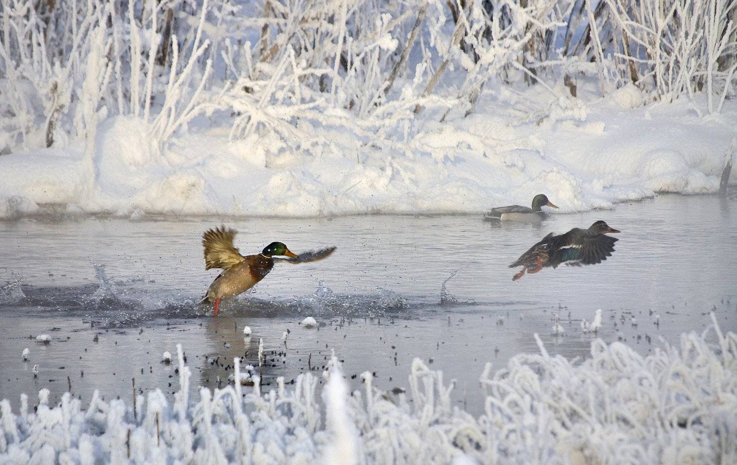, Андрей Куликов