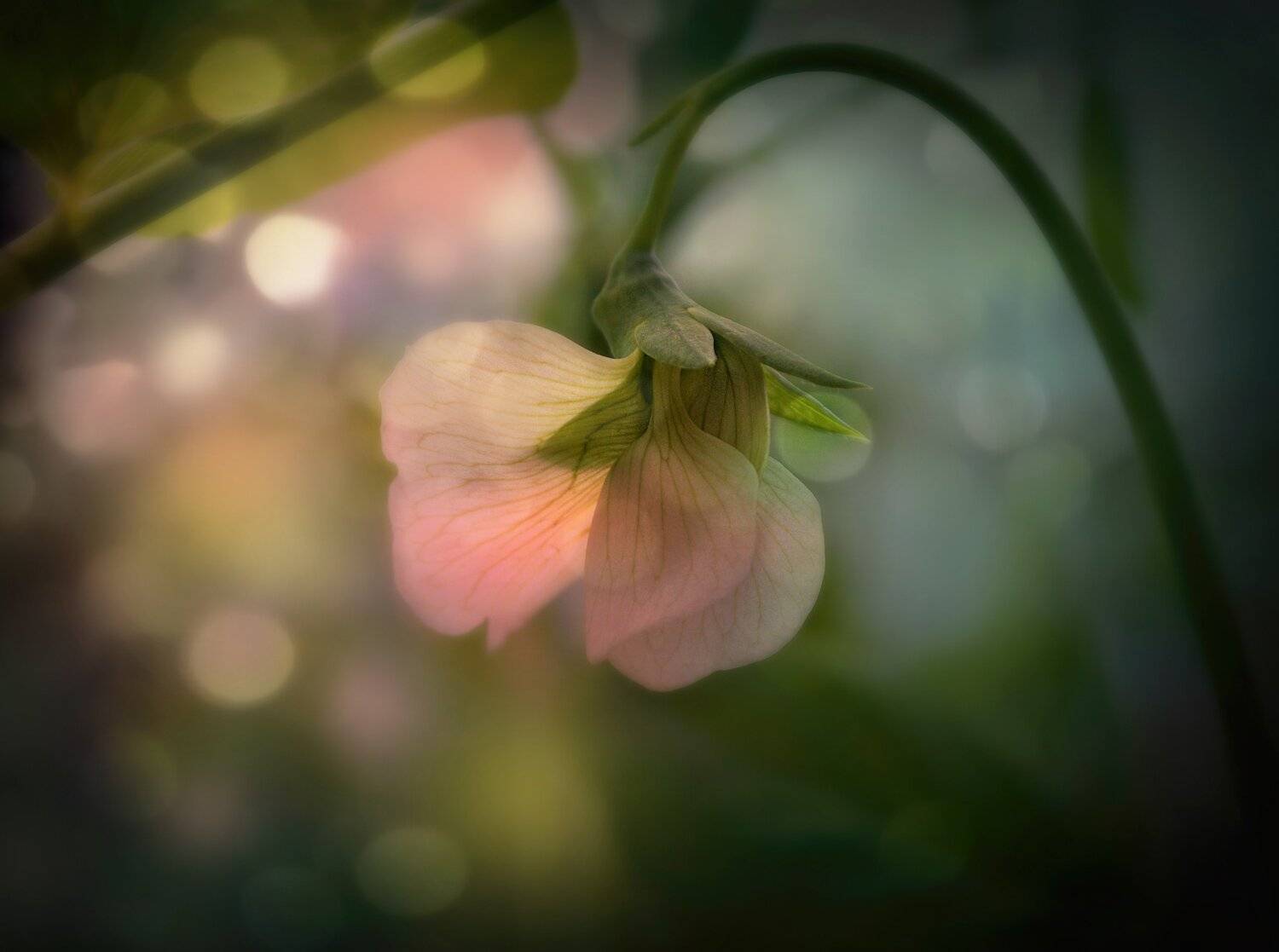 , Парбукова Анна