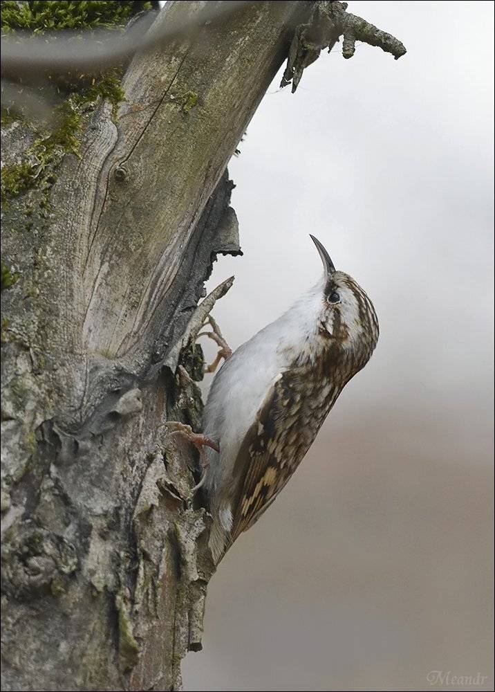 пищуха, Андрей Медведев