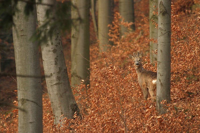 Capreolus фото превью