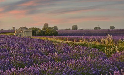 Расскажу Вам о лавандовых полях,Как играют на волнах их переливы...