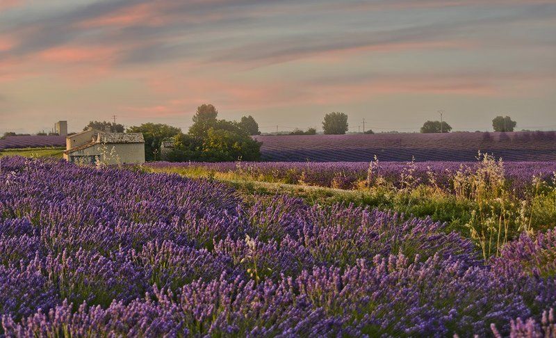 лаванда поле вечер красота цветение фиолет даль волны переливы Расскажу Вам о лавандовых полях,Как играют на волнах их переливы... фото превью