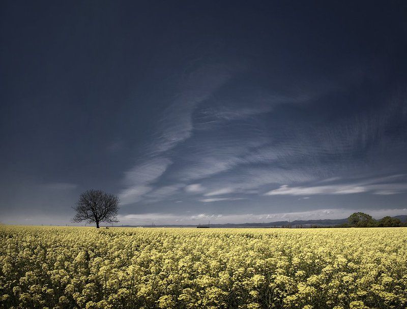 dream of yellow blue фото превью