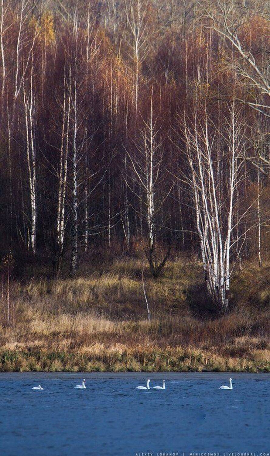 Лебедь шипун, Алексей Лобанов