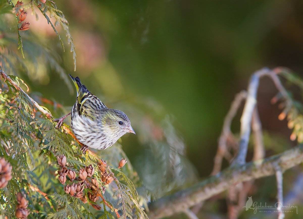 чиж, туя, птицы, дикая природа, siskin, bird, wildlife, Голубев Дмитрий