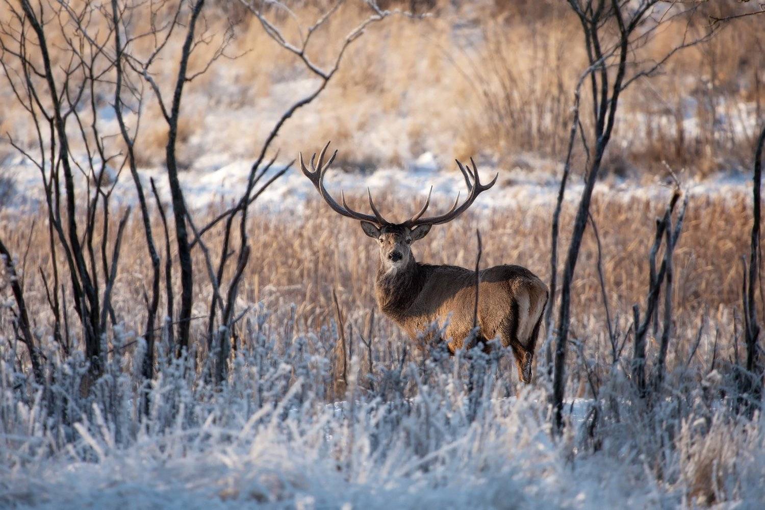 , Алексей Шандуров