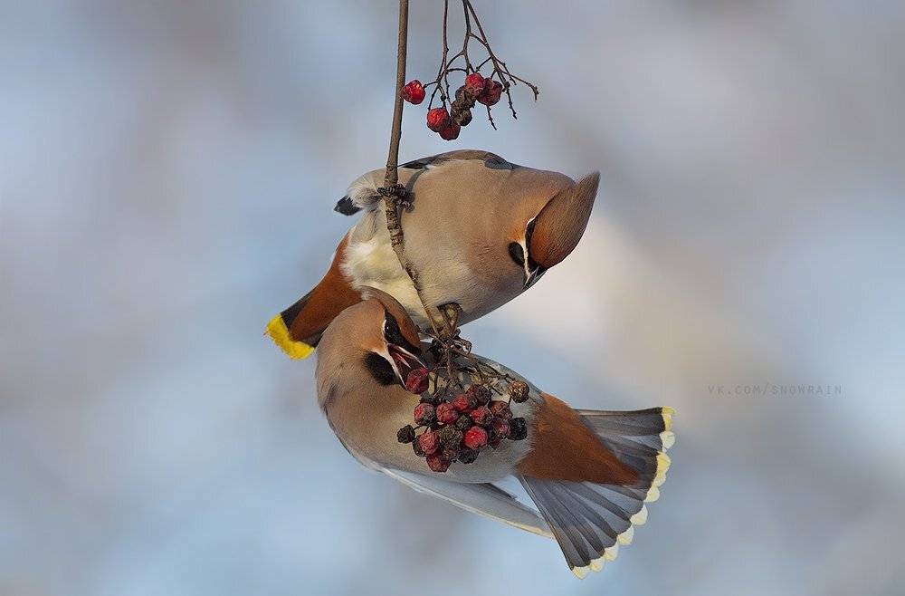 анималистика, птицы, свиристели, фотоохота, wildlife photography, birds, bombycilla garrulus, Snowrain