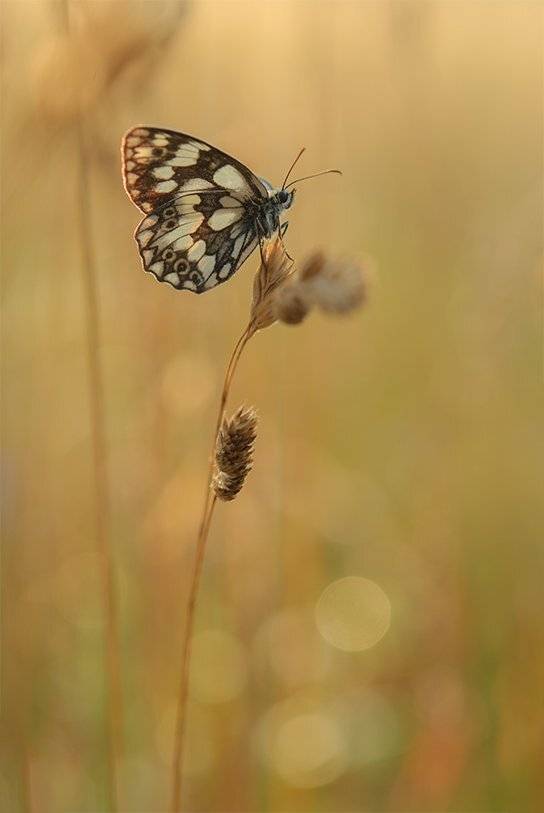 Дикая природа, Макро, Насекомо, Svetoslav Radkov