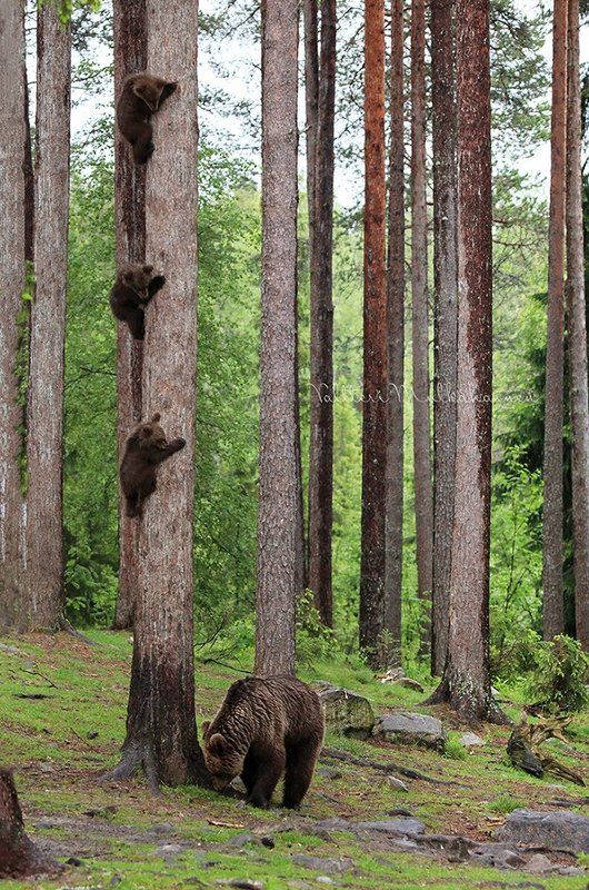 Ну куда эти шалуны убежали?