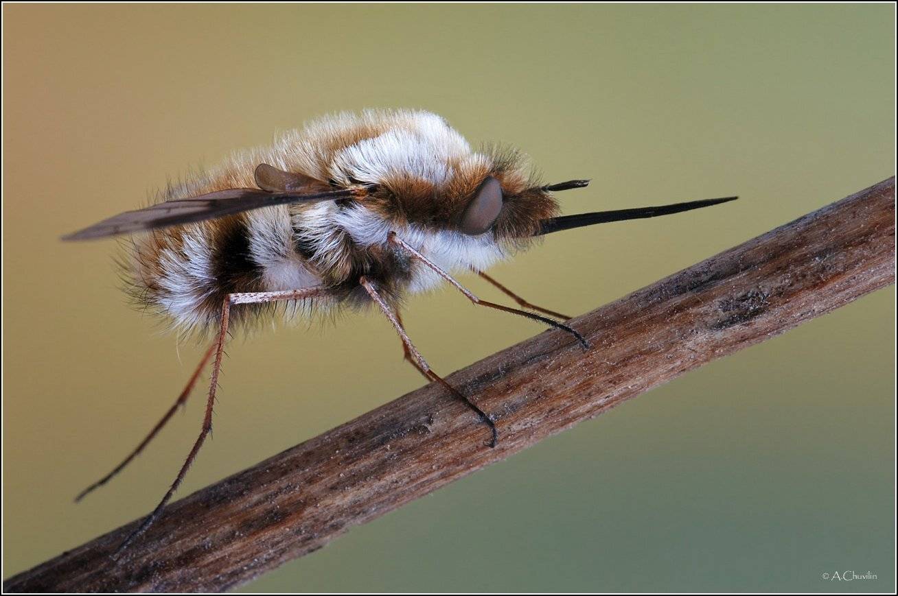 Жужжаломай, Александр Чувилин