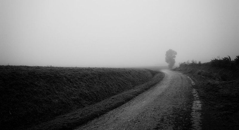 Arbre dans la brume фото превью
