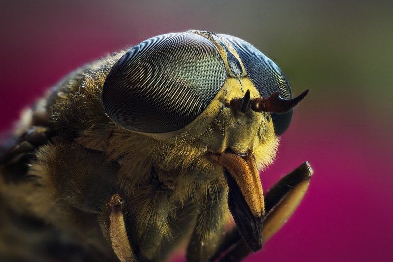 слепень, макро, портрет, насекомое Слепень фото превью