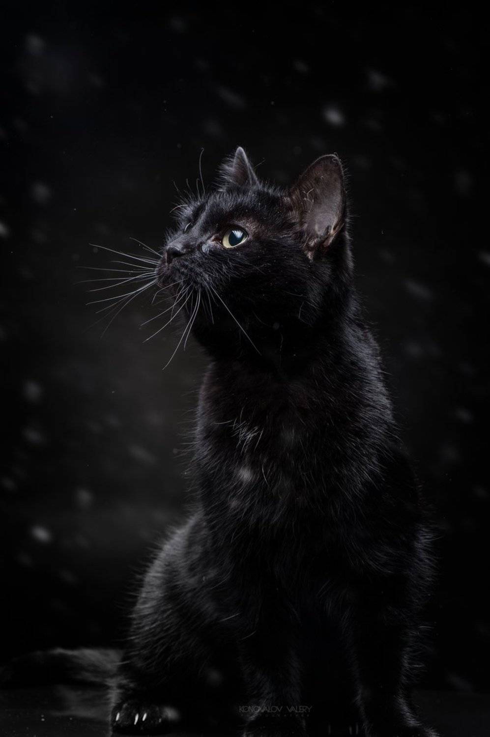 , Валерий Коновалов