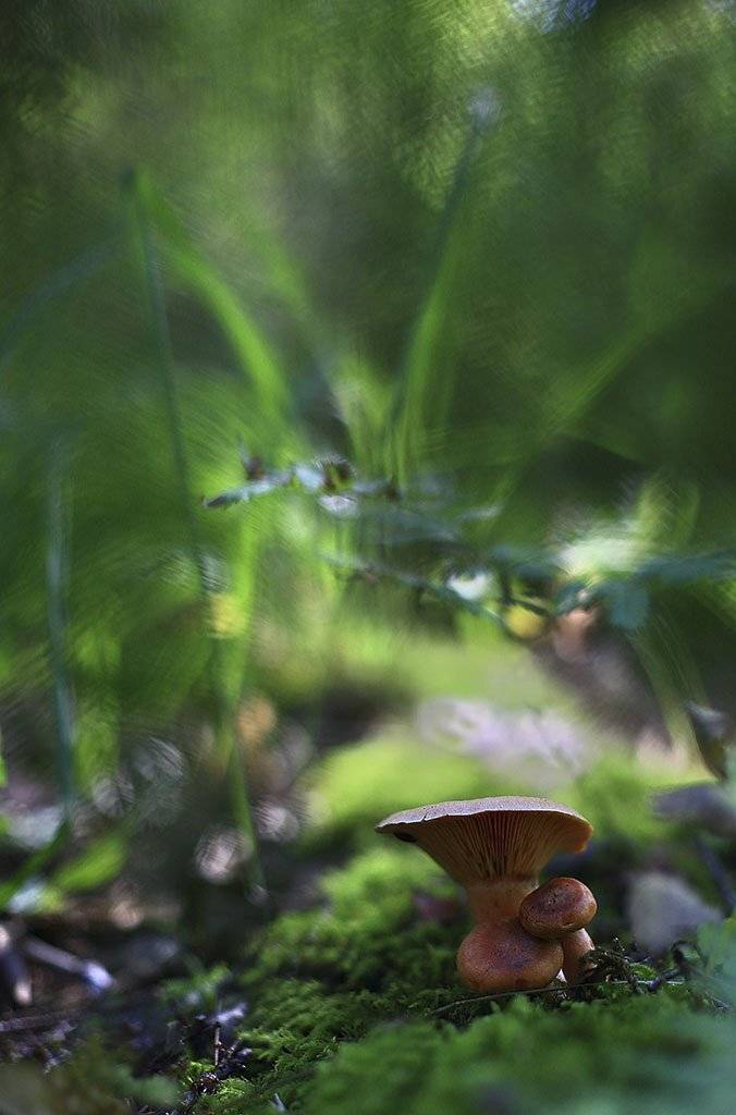 гриб,коричневый,  молодое,растение, макро, трава, мох, почвы, зеленые, желтые, листья, ветки, осень,лес, пейзаж, природа,торфяно-болотные,иглы, продукты питания, семена,, Виктор