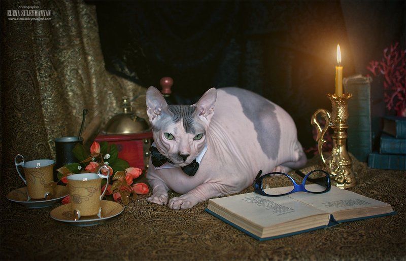 Кот учёный)) фото превью