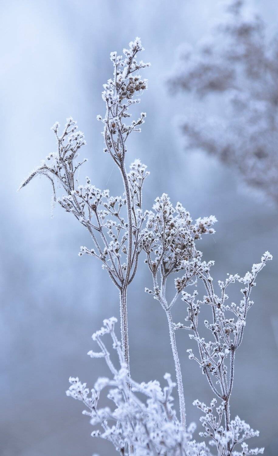 chenopodium album, белый, веточки, голубой, изящность, иней, композиция, марь белая, мягкий свет, нежность, осень, оттенки, пасмурно, три, Ксения Соварцева