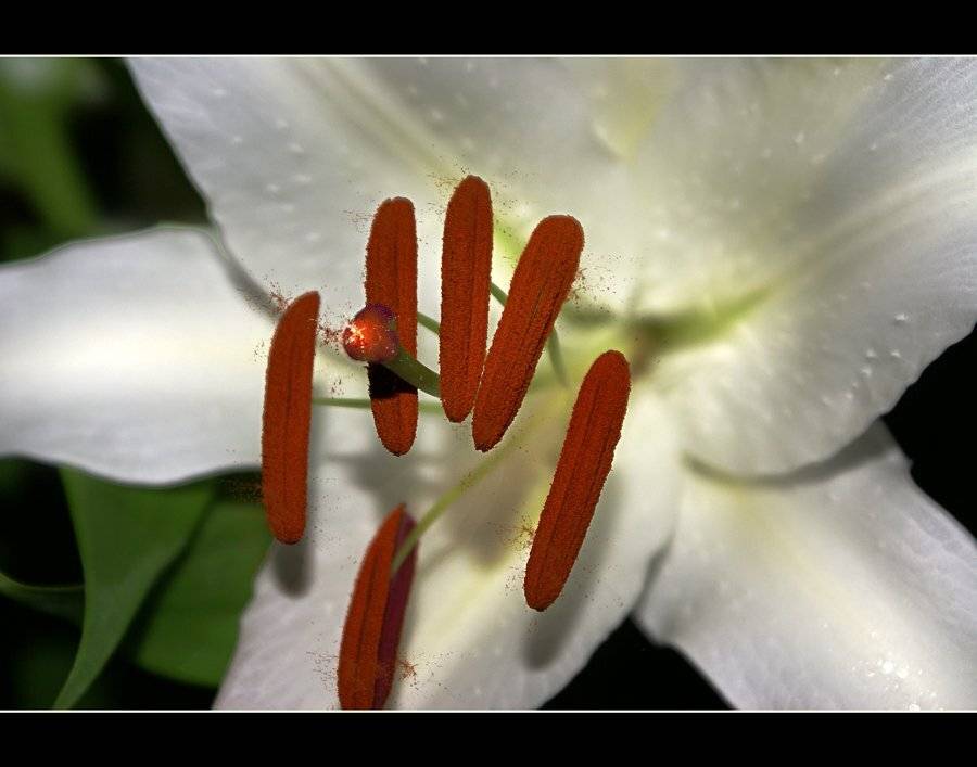 лилия, Maria V. Gorskaya