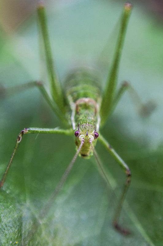 MACRO фото превью