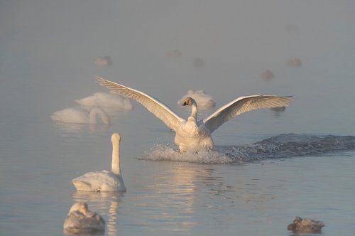 На Лебедином озере