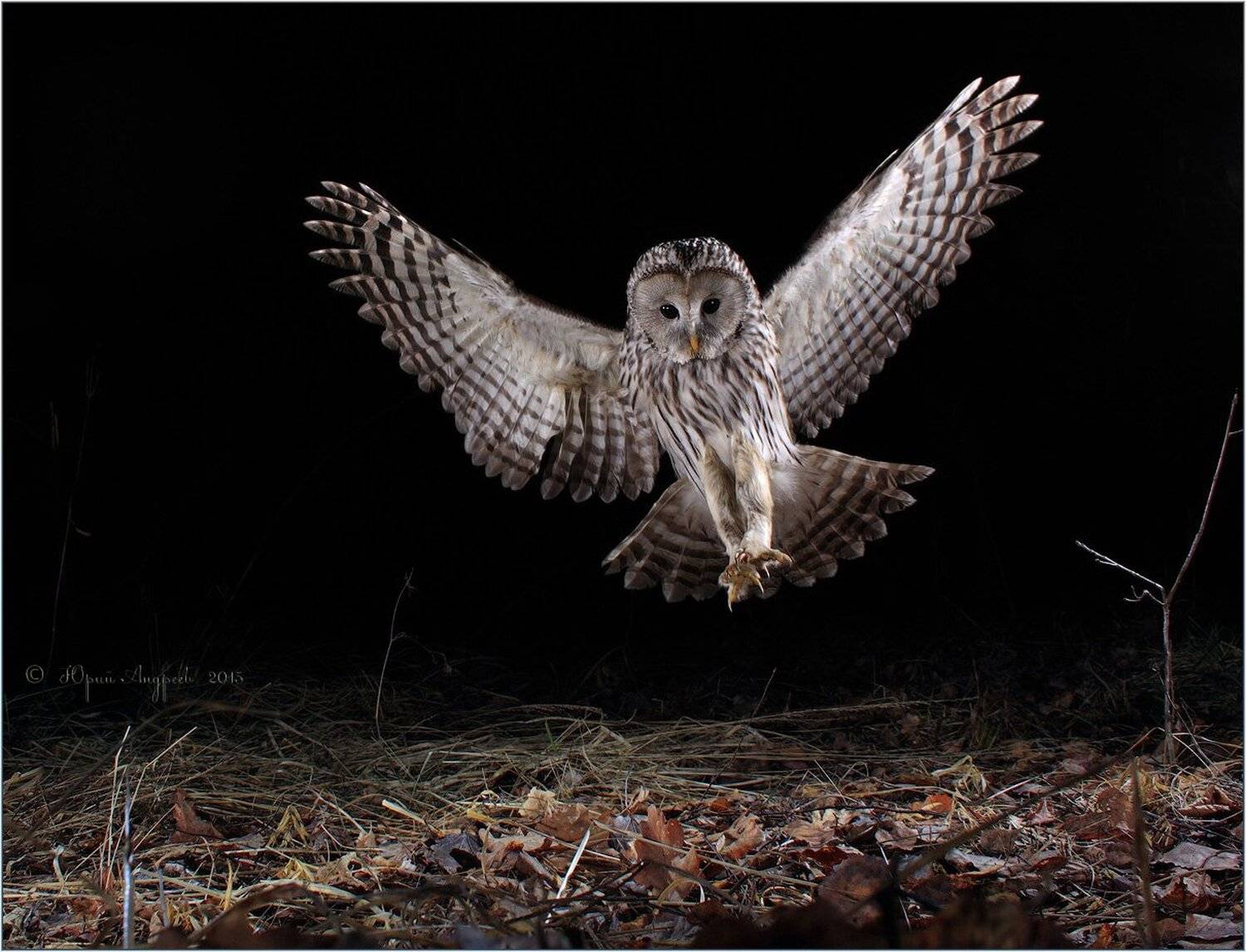 , Юрий Андреев