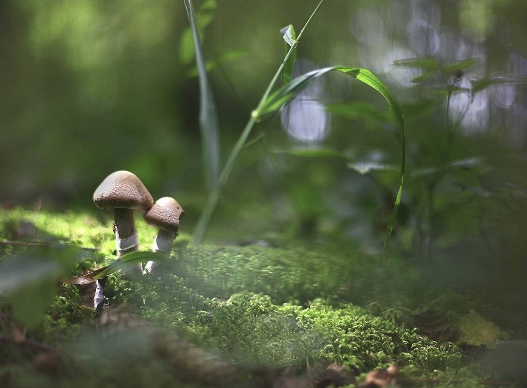 гриб,коричневый,зеленый, молодой,растение, макро, трава, мох, почва, зеленые, желтые, листья, ветки, осень,лес, пейзаж, природа,разноцветные,торфяно-болотные,иглы, продовольствия, семян,, Виктор