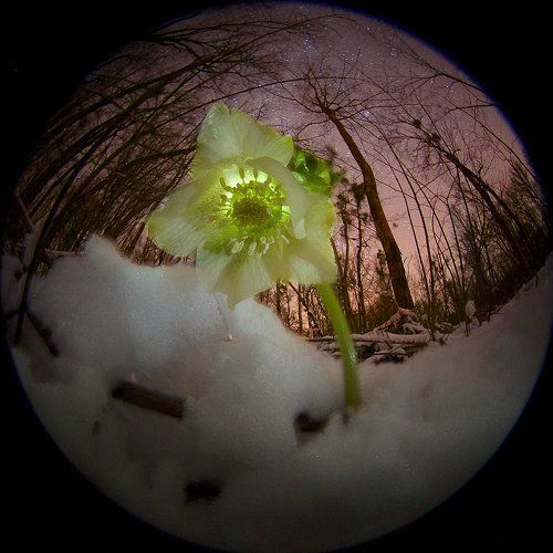 Первый свидетель весны