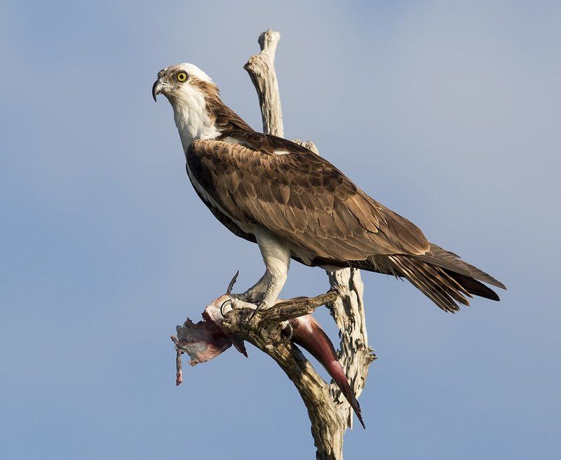 скопа, osprey, florida, флорида, blue cypress lake Cкопа - Osprey фото превью