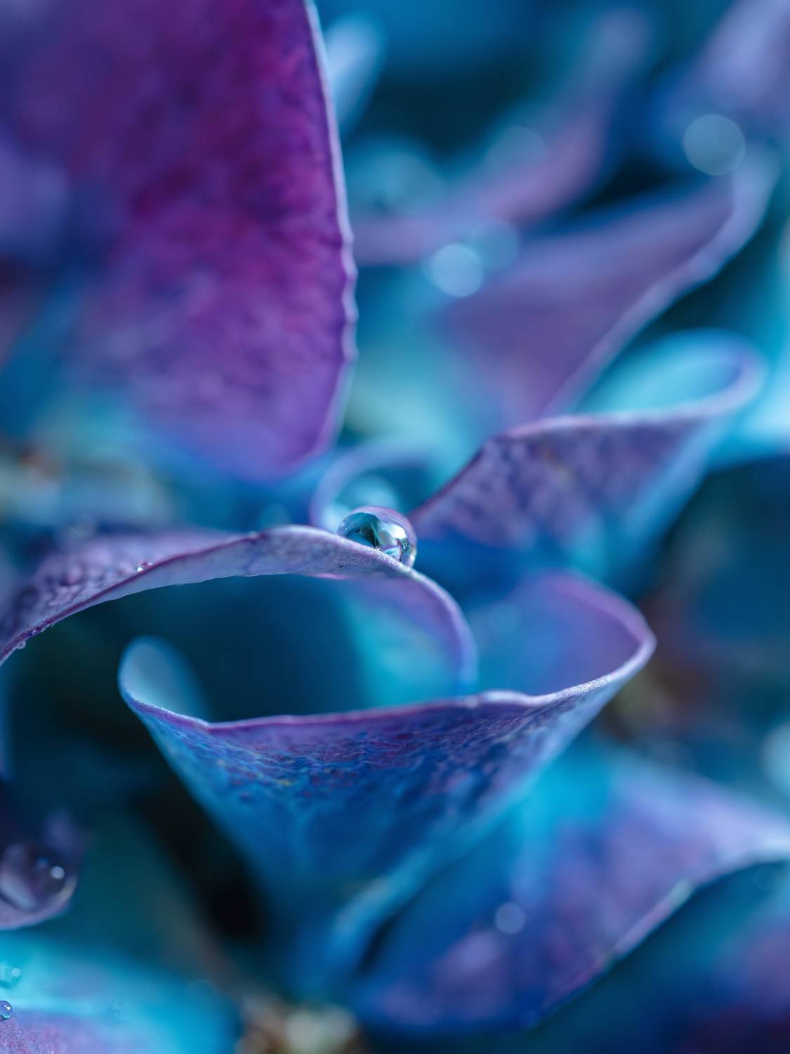капля, макро, гортензия, синий, droplet, drop, flower, blue, Ирина Протченко