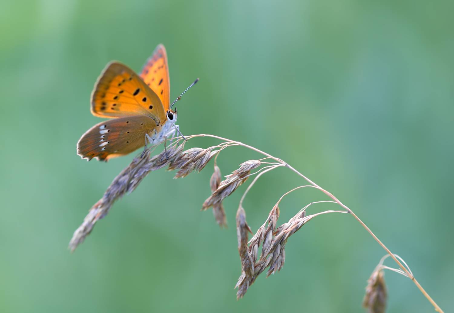 насекомые, бабочка, голубянка, червонец, огненный, июль, Борис Новиков