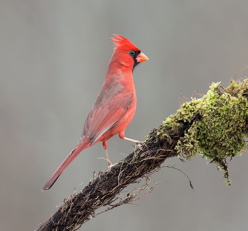 красный кардинал, northern cardinal, cardinal,кардинал, зима Northern Cardinal, male - Красный кардинал, самец фото превью