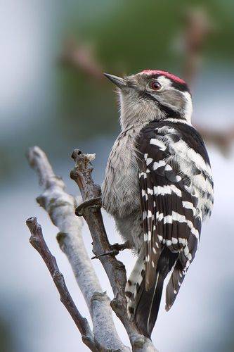 Фотогеничный малый