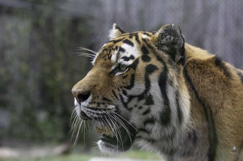Amur tiger фото превью