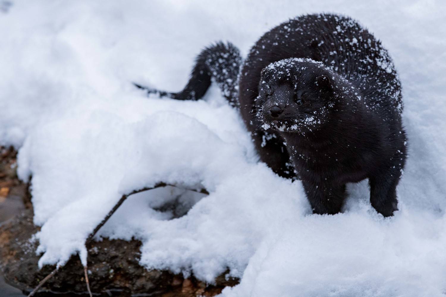 , Павел Ныриков