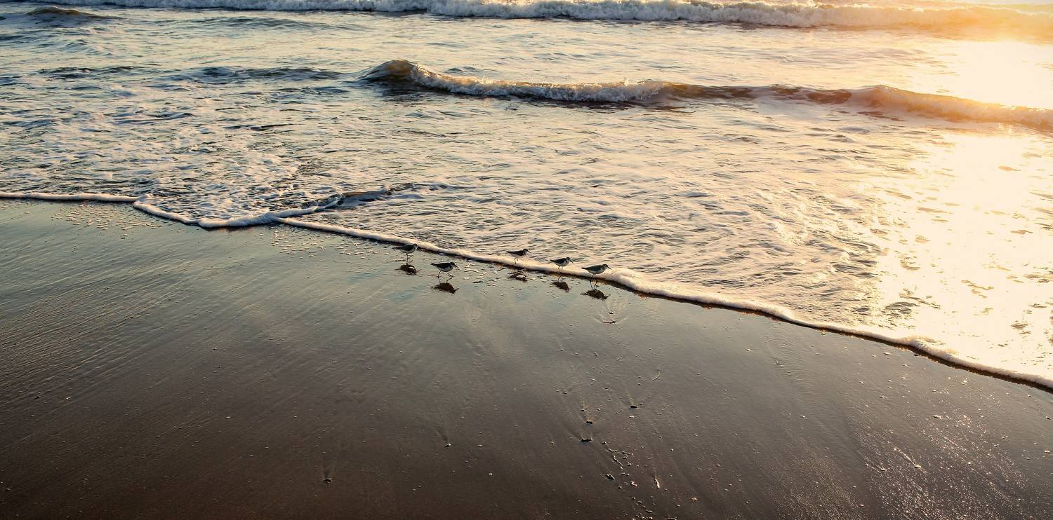 Pacific ocean, Birds, Lilia Tkachenko