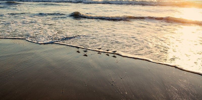 Pacific ocean, Birds Birds фото превью