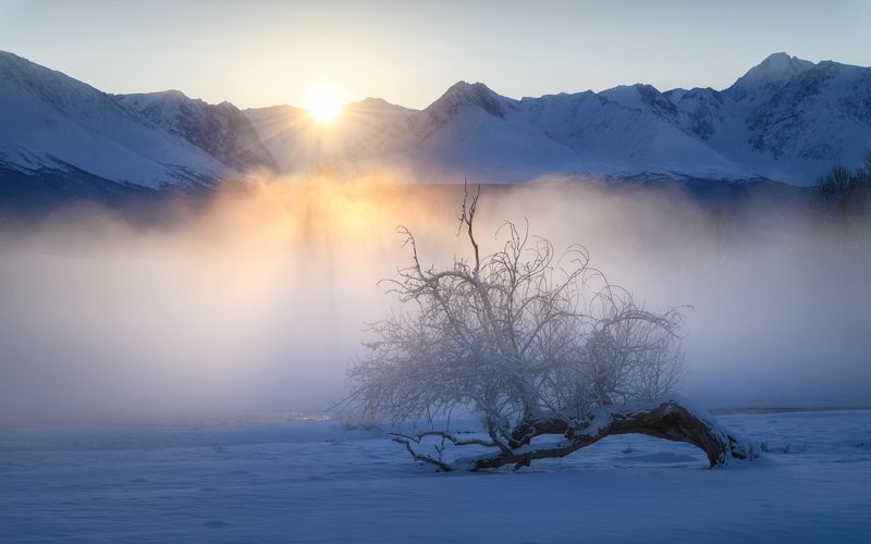 алтай, горный алтай, пейзажи алтая, кош-агачский район, река парит, туман, зима, мороз, закат, горы, зимний алтай, дерево, одинокое дерево Сломанное, но не сломленное фото превью