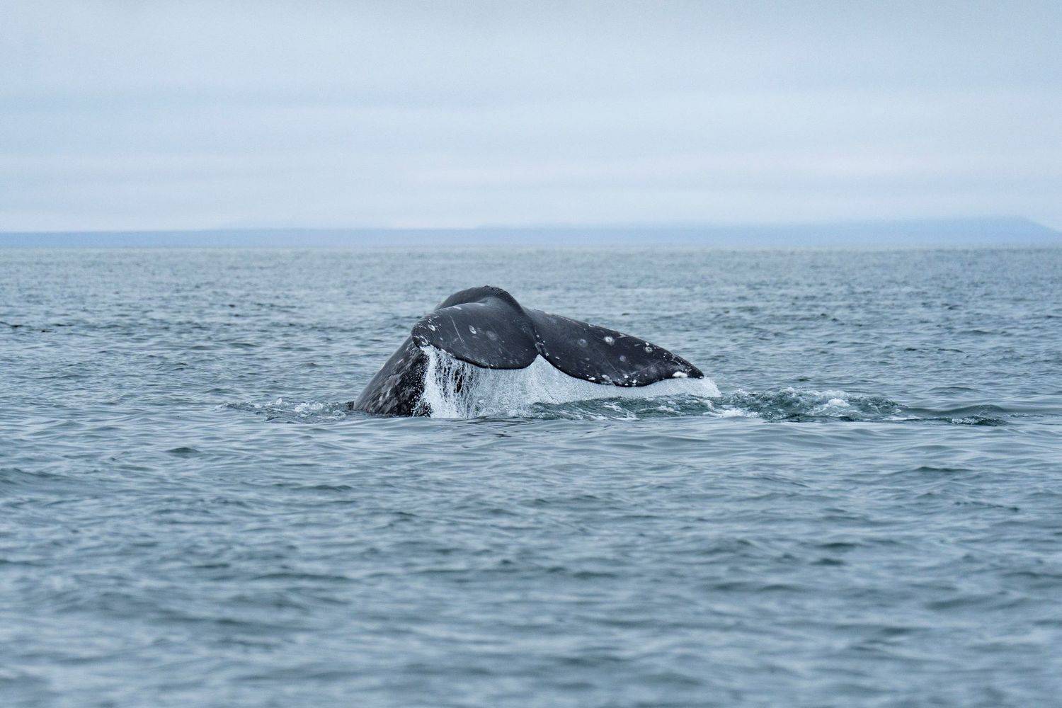 , Андрей Гусаров