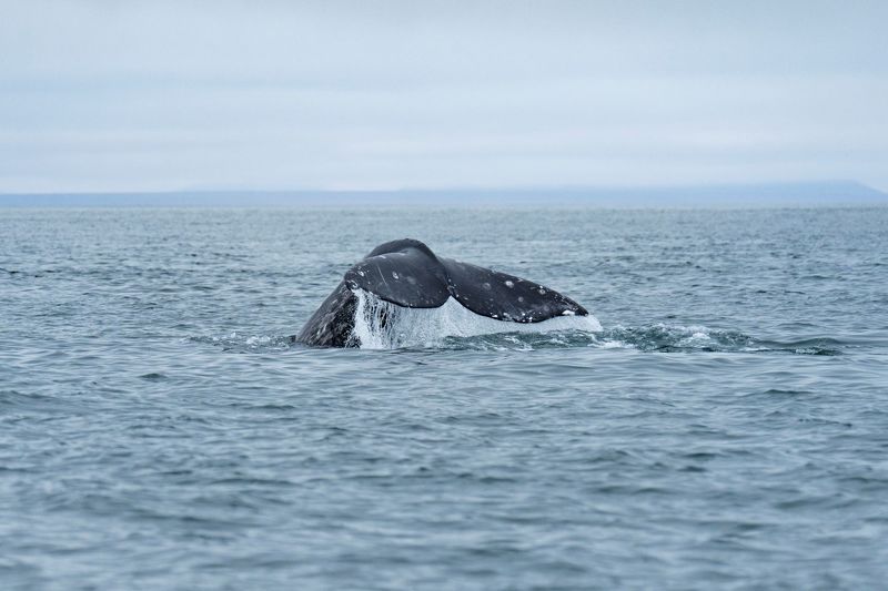 Взмах хвоста  фото превью