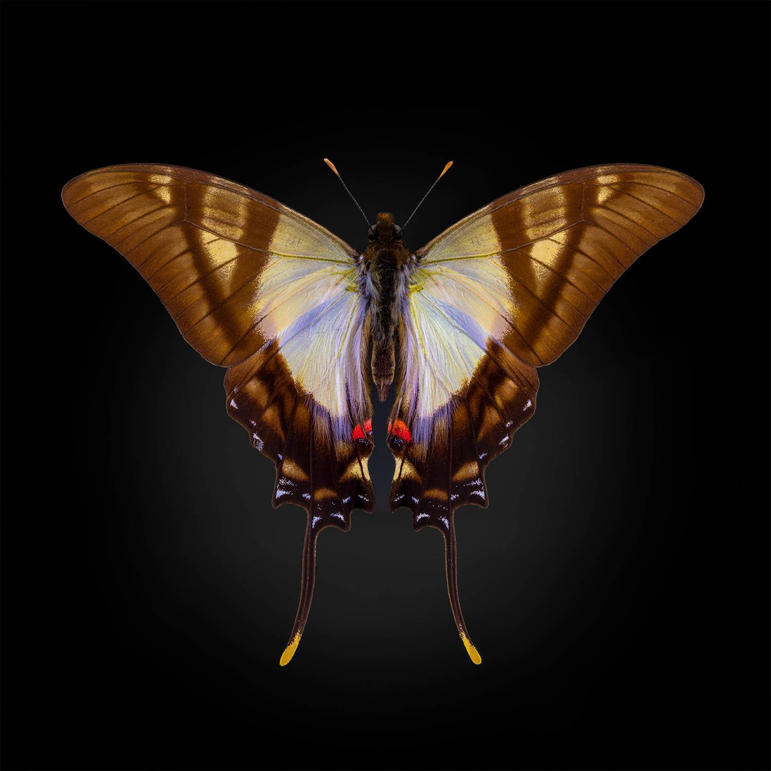 lepidoptera, papilionidae, eurytides serville, servilės drugys, sklandūnas, Kavaliauskas Eugenijus