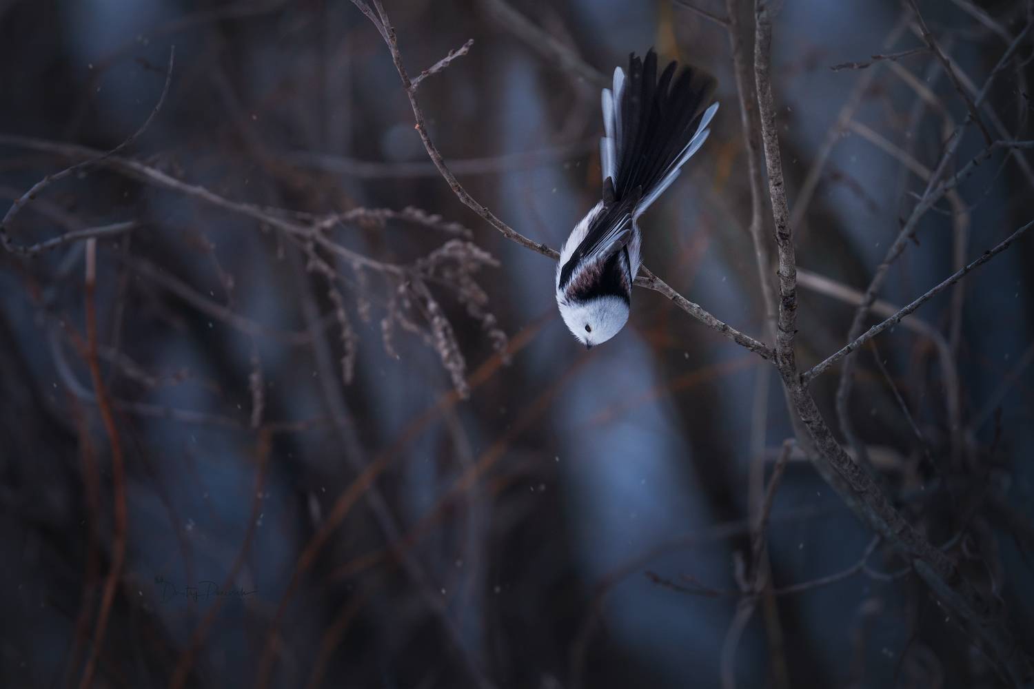 природа, лес, поля, огороды, животные, птицы, макро, Посевич Дмитрий
