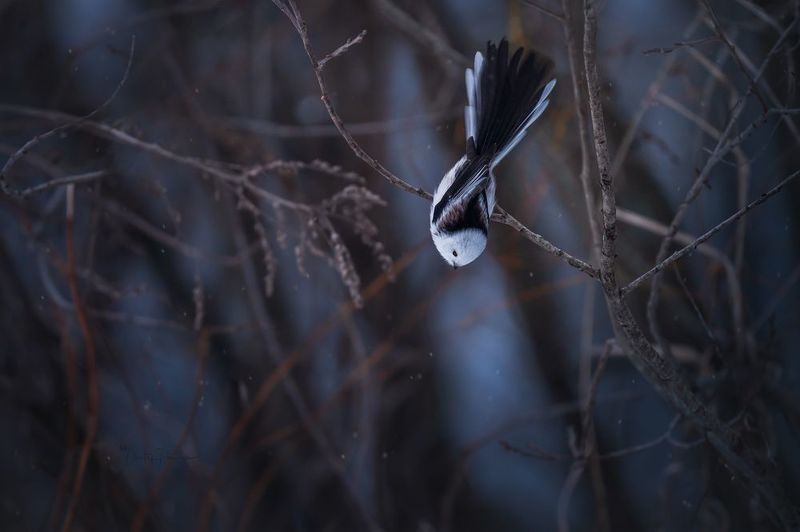 природа, лес, поля, огороды, животные, птицы, макро Ну и чем я не павлин ? фото превью