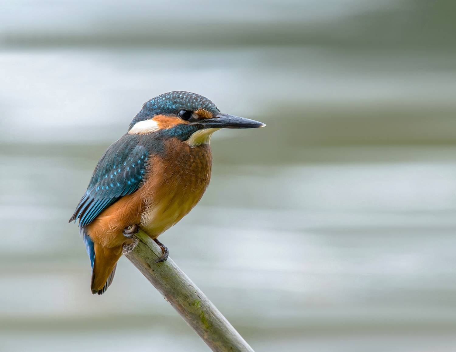 птицы,природа, лето, Андрей Киселёв