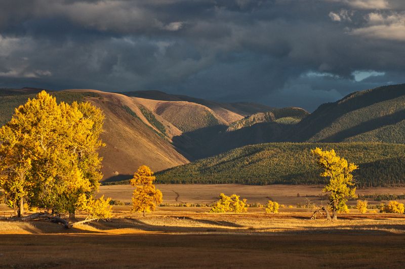 Курай осенний фото превью
